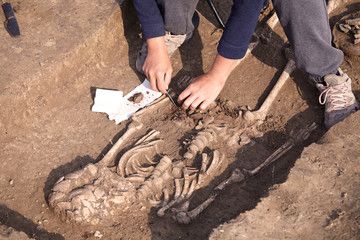 antropologi